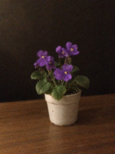 Violets in a small pot.